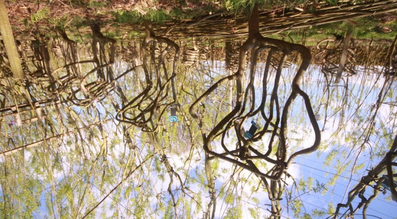 2019-07 Chairs growing upside down Photo by Chris Robinson of Full Grown copy