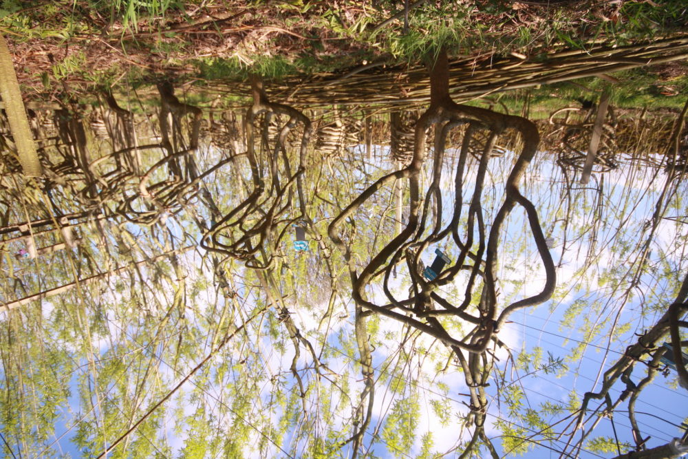 2019-07 Chairs growing upside down Photo by Chris Robinson of Full Grown copy